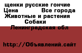 щенки русские гончие › Цена ­ 4 000 - Все города Животные и растения » Собаки   . Ленинградская обл.